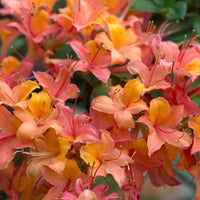 Solar Glow azalea shrub with bright orange-red blooms growing in a garden landscape
