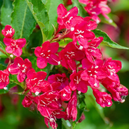 Weigela florida Red Weigela shrub close-up flowers