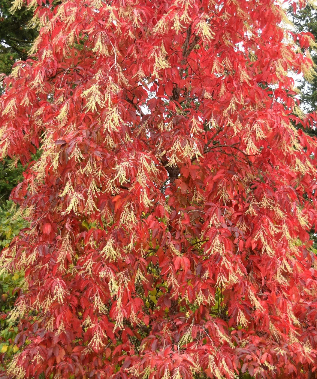 Sourwood Plant