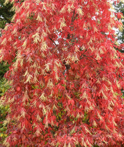 Sourwood Plant