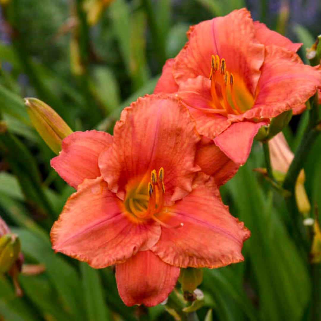 South Seas Daylily