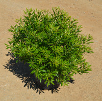 Wax Myrtle – Evergreen Shrub for Hedges