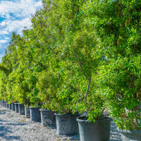 Wax Myrtle – Evergreen Shrub for Hedges