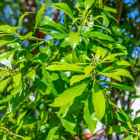 Wax Myrtle – Evergreen Shrub for Hedges