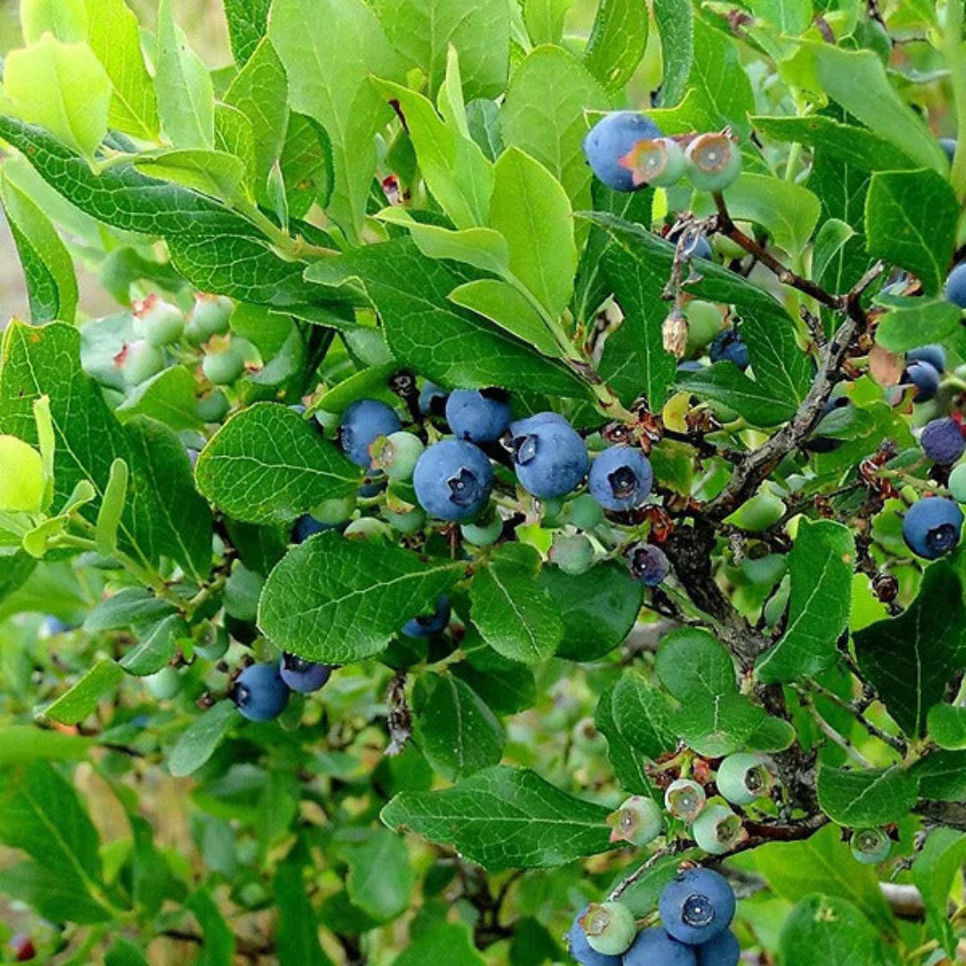 Southern Bluebelle Blueberry Bush