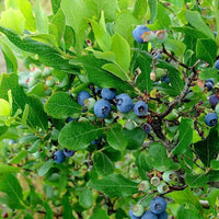 Southern Belle Blueberry Bush Close-Up with Leaves and New Growth