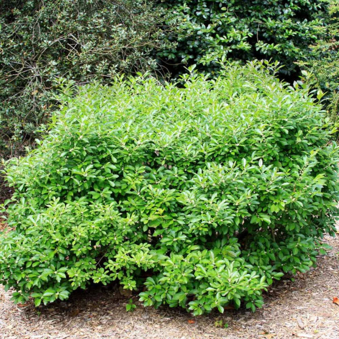 Southern Gentleman Holly