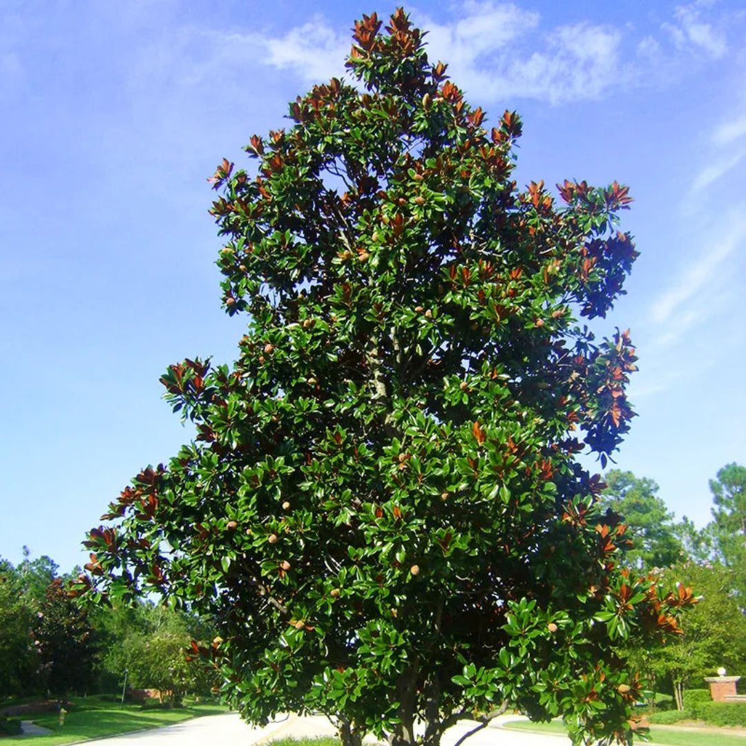 Dd Blanchard Magnolia Tree