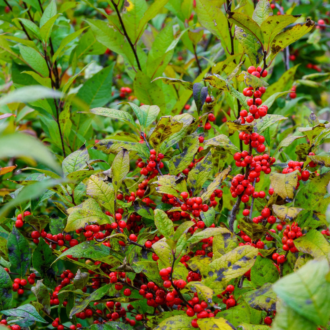 Sparkle Winterberry Holly