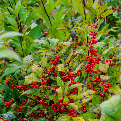 Sparkle Winterberry Holly