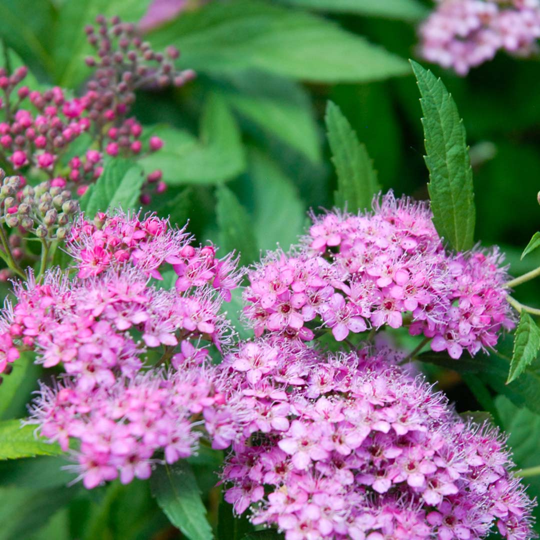 Spiraea japonica Anthony Waterer full shrub view