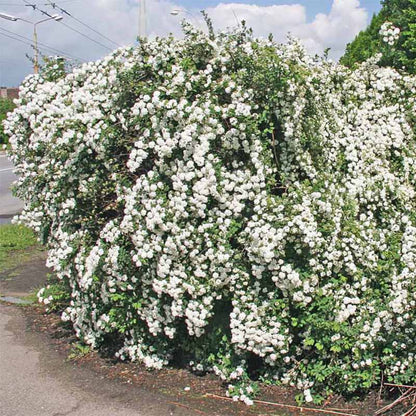 Bridal Wreath Spirea flowering along a garden path