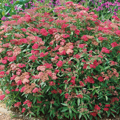 Anthony Waterer Spirea with bright pink flower clusters
