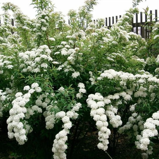 Reeves Spirea