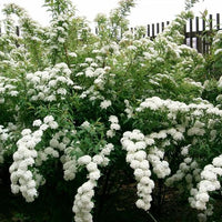 Reeves Spirea