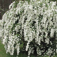 Reeves Spirea