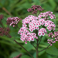 Little Princess Spirea