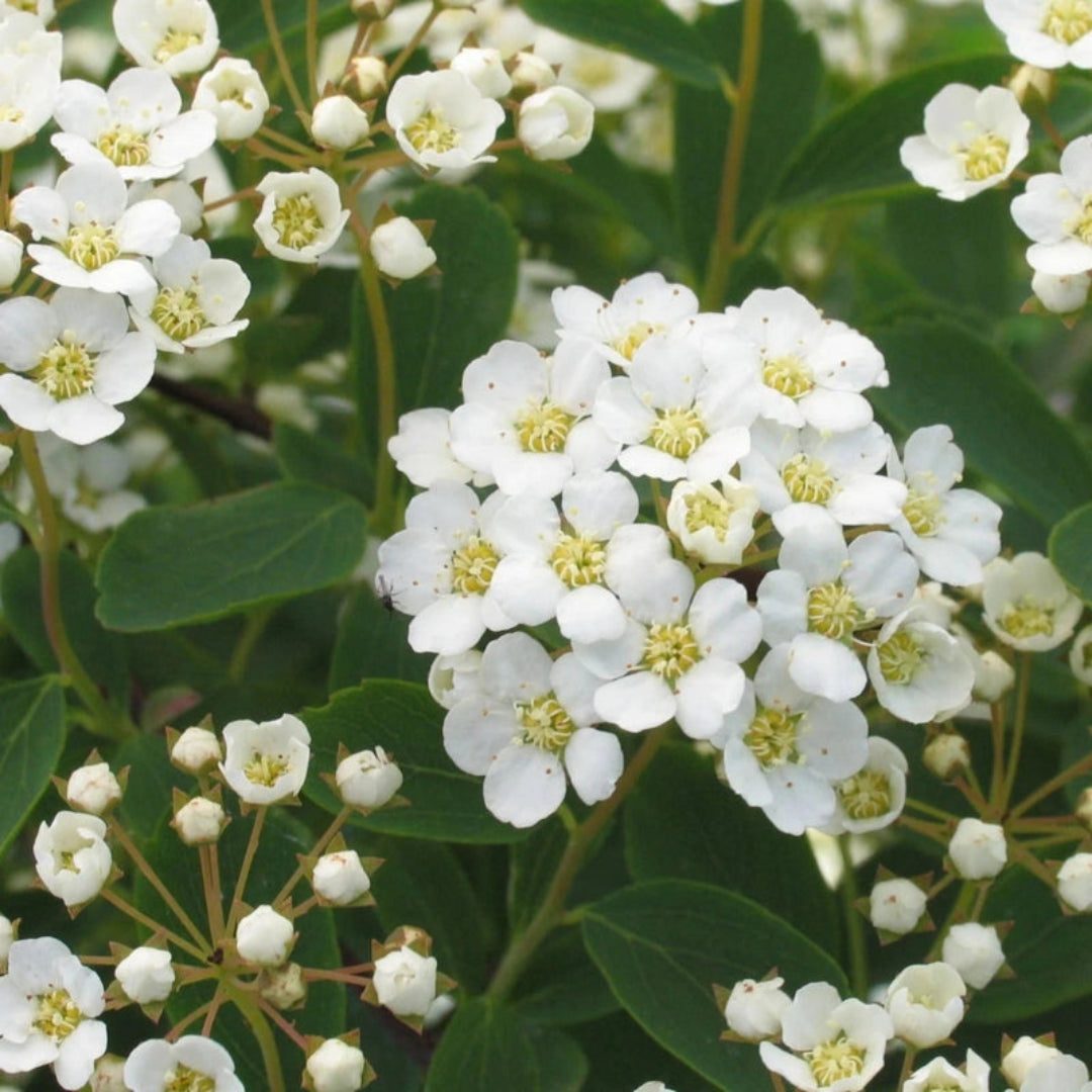 Spiraea Vanhouttei