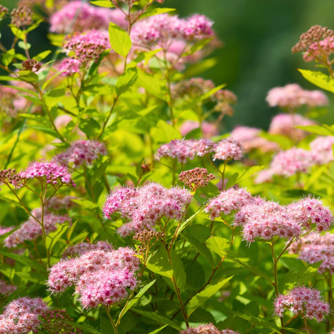 Goldmound Spirea