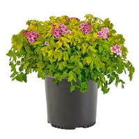Goldmound Spirea