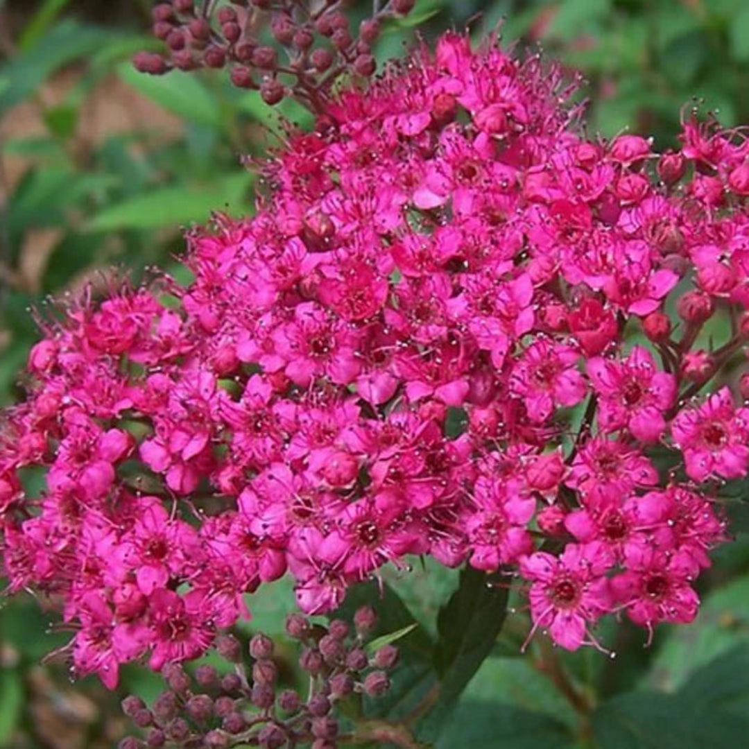 Japanese Spirea Anthony Waterer in garden setting
