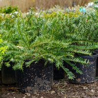 Spreading Japanese plum yew groundcover plant