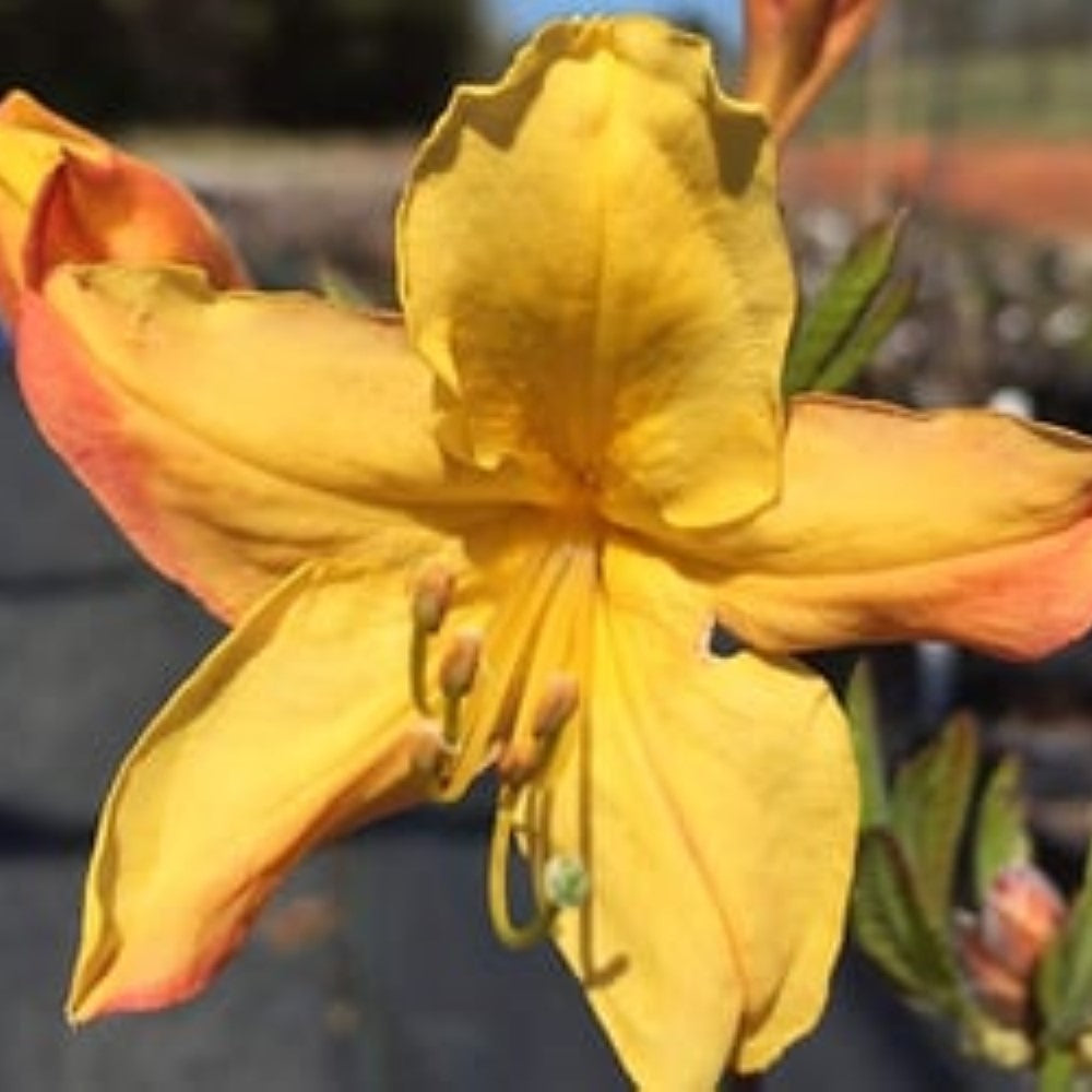 Spring Fanfare Aromi Azalea