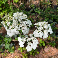 Spring Lace Viburnum Shrub Perfect for Borders and Spring Landscapes