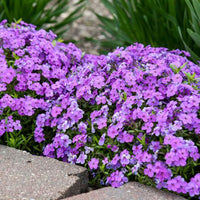 Spring Purple Moss Phlox ground cover