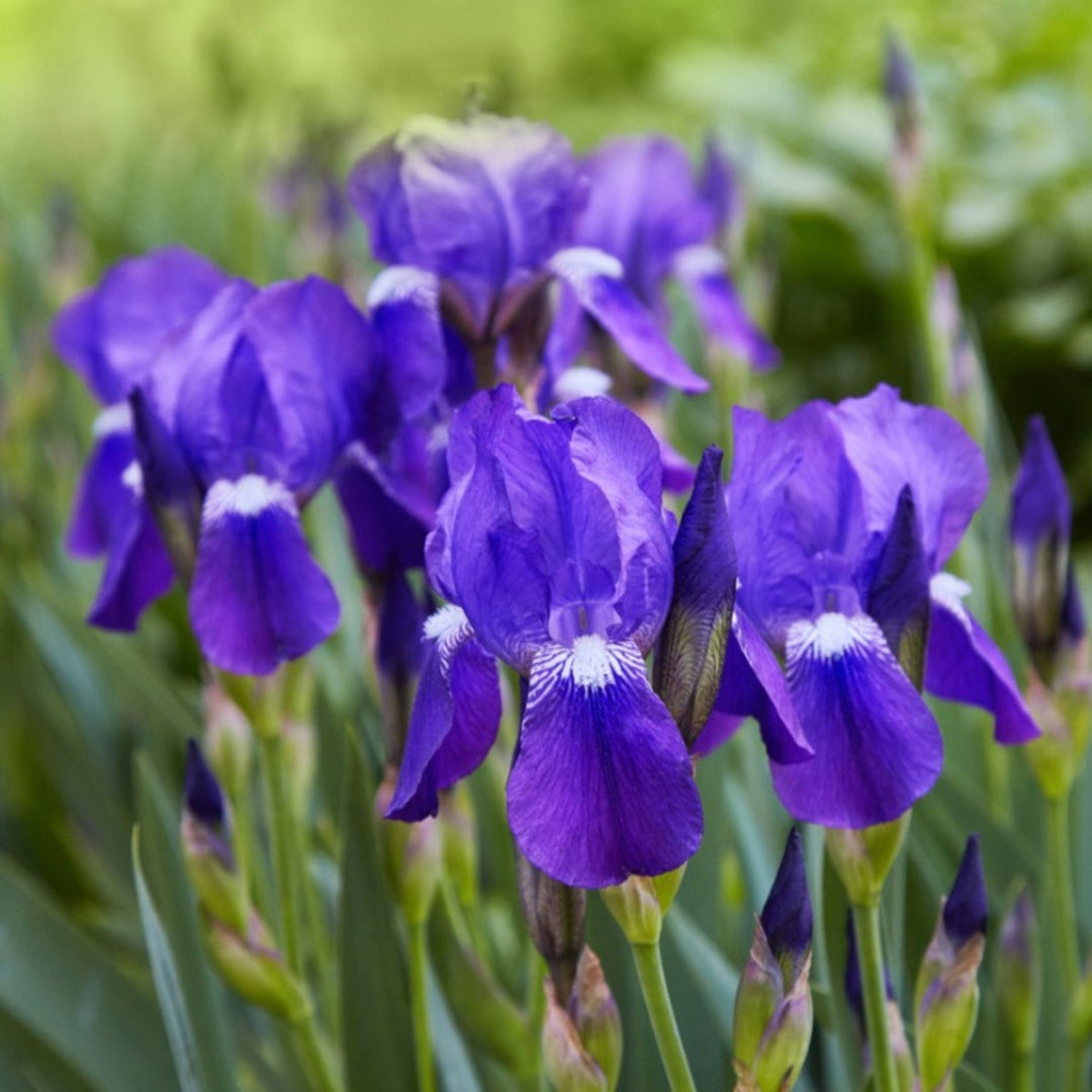 Violet Blue with White Center Zones and Pale Yellow Beard