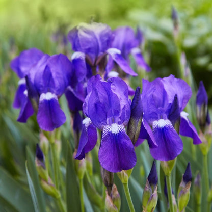 Violet Blue with White Center Zones and Pale Yellow Beard