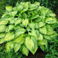 Hosta 'Stained Glass' - [EG]