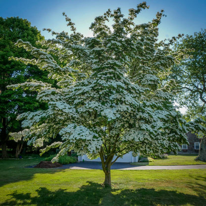 Celestial White Dogwood Tree