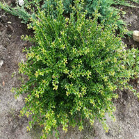 Steeds Japanese Holly