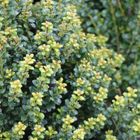 Steeds Japanese Holly