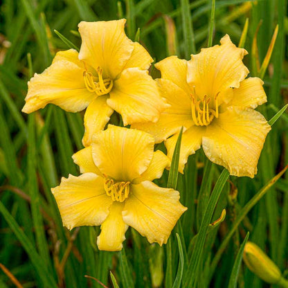 Yellow Daylily Stella Bella