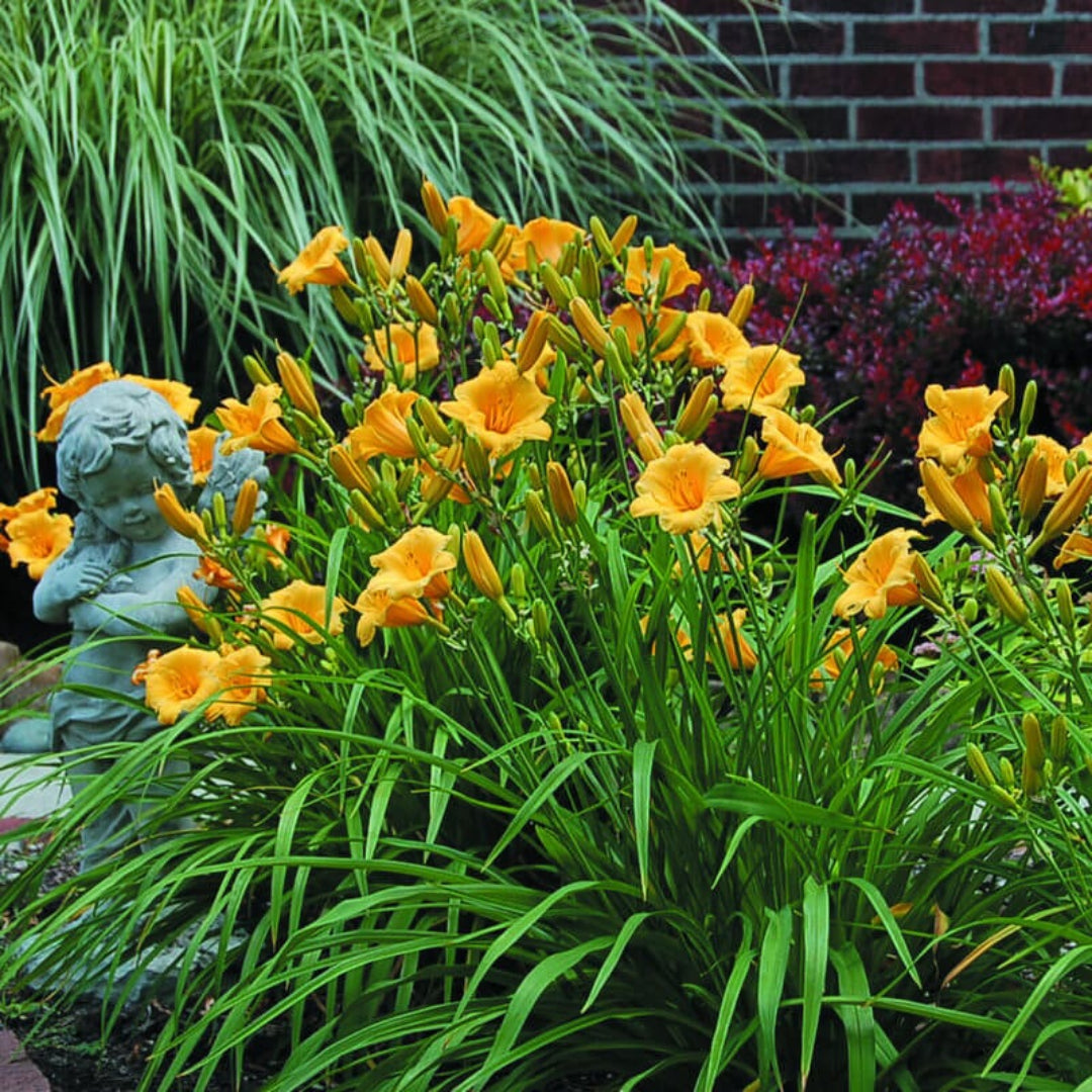 Stella de Oro Daylily Multipack -  [CG]