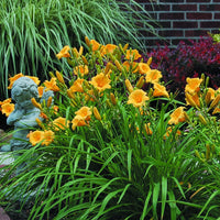 Stella de Oro Daylily Multipack -  [CG]