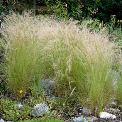 Grass: Nassella (Stipa) tenuissima &