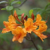 Stonewall Jackson native azalea shrub with healthy green foliage in nursery container