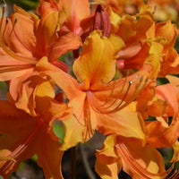 Close-up foliage view of Stonewall Jackson native azalea showing leaf texture and growth