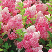 Strawberry Sundae Hydrangea for Sale Beautiful Summer Shrub