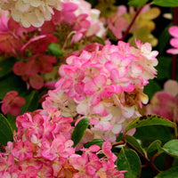 Strawberry Sundae Hydrangea Bush with Rounded Pink Flowers