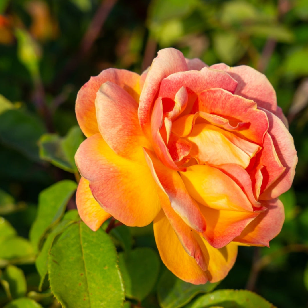 Soft Peach Grandiflora Rose
