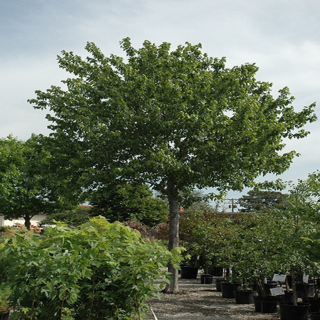 Summer Red Maple
