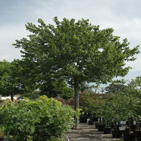 Summer Red Maple