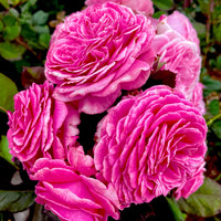 Summer Romance Rose