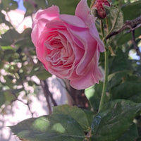 Summer Romance Rose