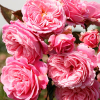 Summer Romance Rose
