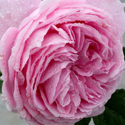 Summer Romance Rose